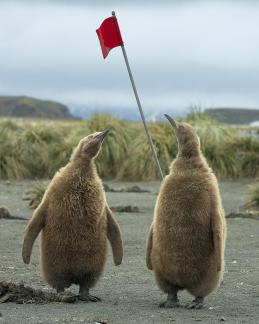 Penguin Chicks Assessing Flag