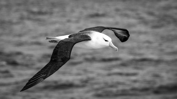 Blk Browed Albatross in Flight