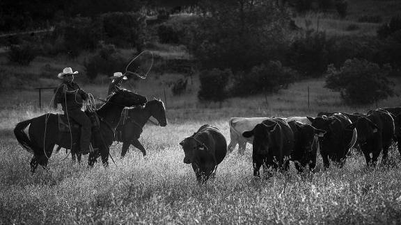 Moving Cattle 01