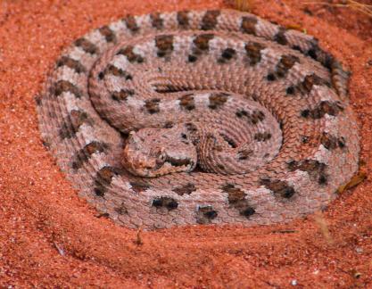 Snake in red sand