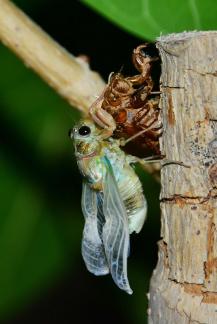 the birth of a cicada 09