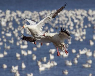 Two Snow Geese 3665