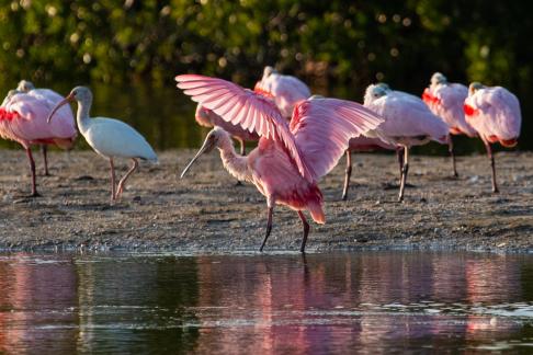 Spoonbill in a Crowd