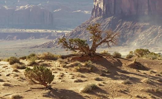 Junipers In Monument Valley