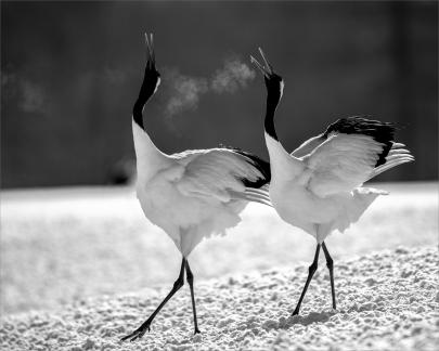 Red Crowned Cranes Calling