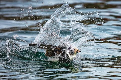Long Tailed Duck Landing in Water