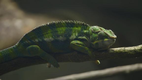 Panther chameleon resting
