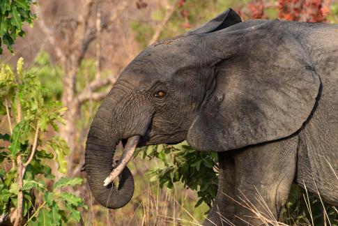 Elephant des forets B