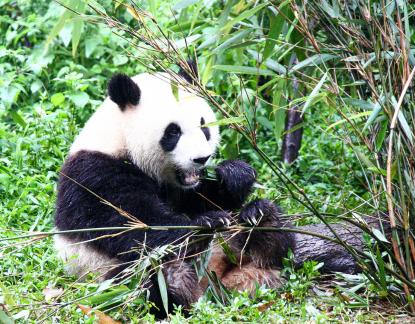 Panda21