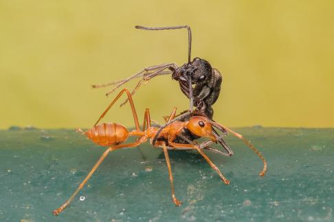 Powerful Ant 02