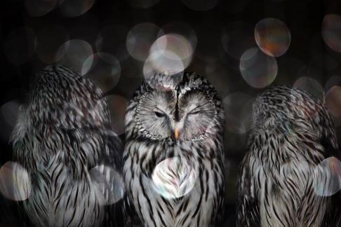 Owl sees with one eye