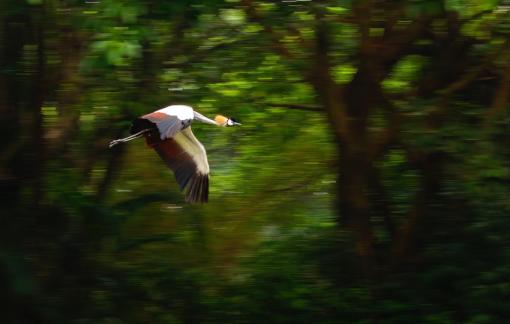 Flying in the forest