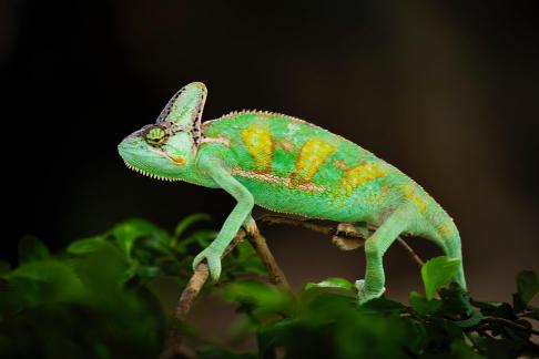 Chameleon
