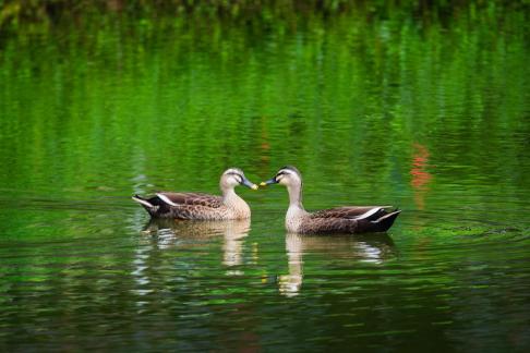 Two ducks swimming