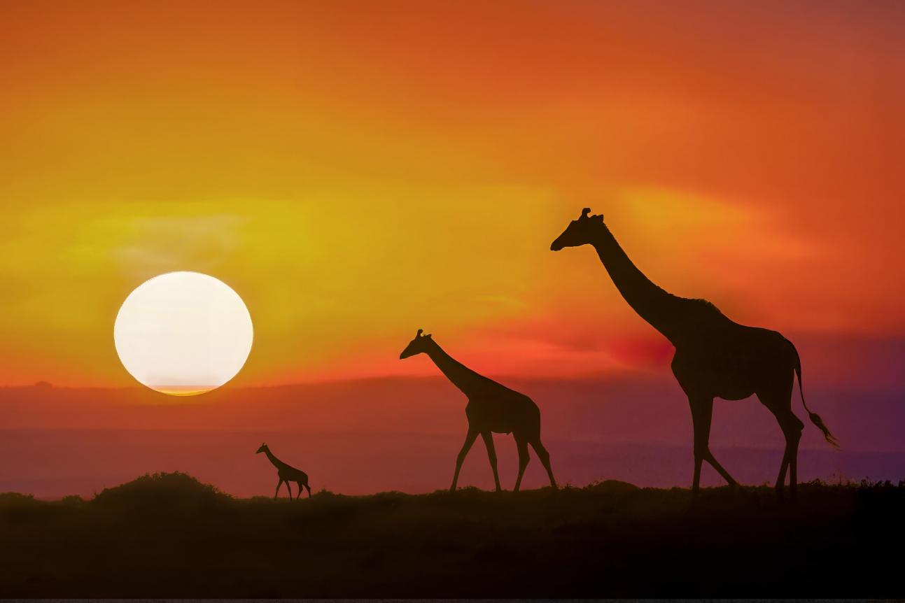 Giraffe 01