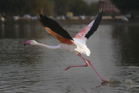 Long neck bird3