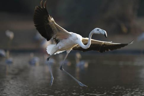 Long neck bird2