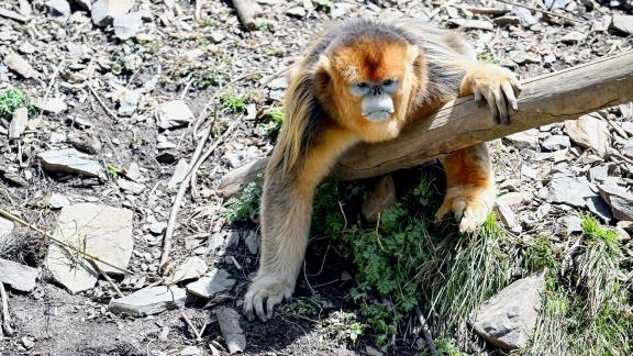 Golden monkey 11
