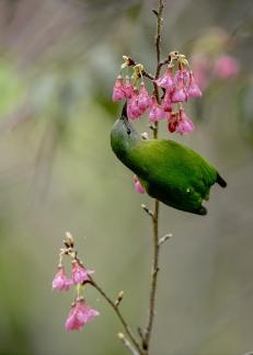 Orange bellied Leafbird 2