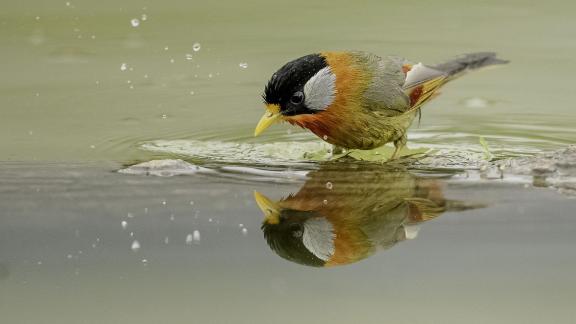 Leiothrix