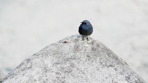 Plumbeous Water Redstart 2