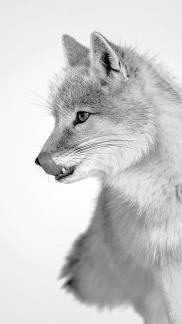Sand fox 15