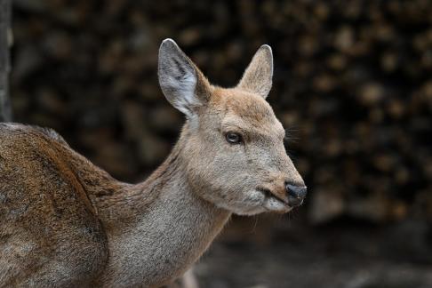 Sika deer 9