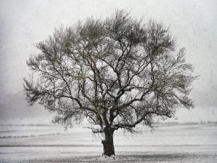 Treesnow