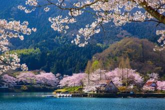 Oriental cherry blossoming