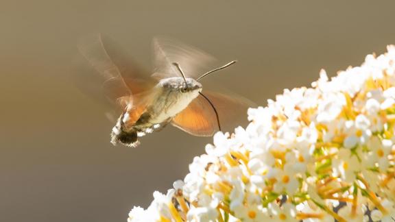 Taubenschwaenzchen 7581