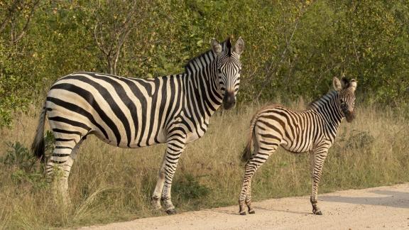 Zebra Hwange 4255