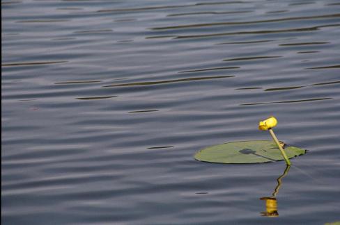 Lake flower