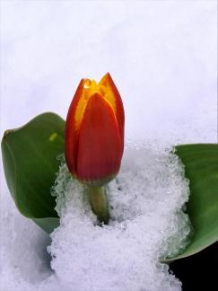 Snow and tulip