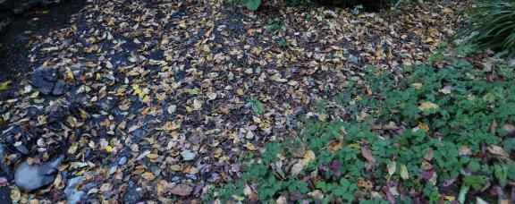 fallen leaves 1