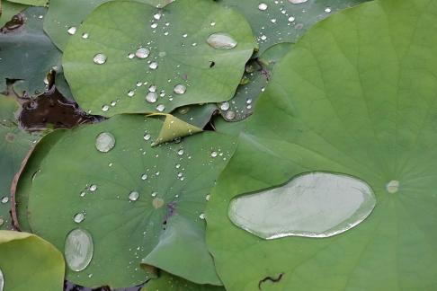 Dripping water droplets21