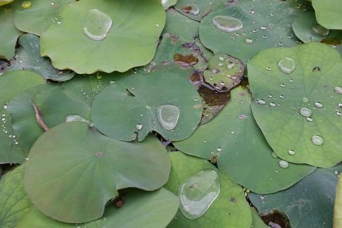 Dripping water droplets22