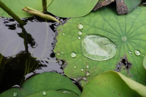 Dripping water droplets23