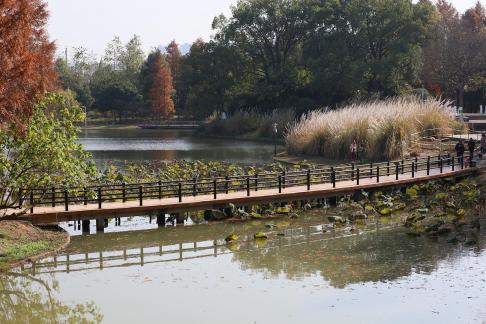 Autumn residual lotus