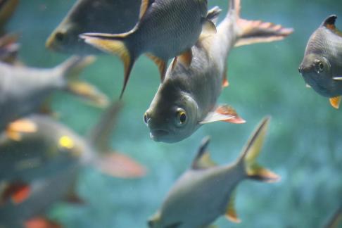 Thai crucian carp 11