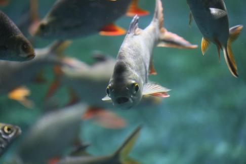 Thai crucian carp 12