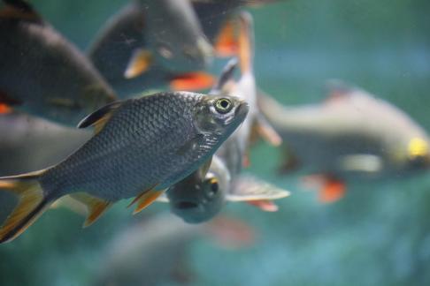 Thai crucian carp 13