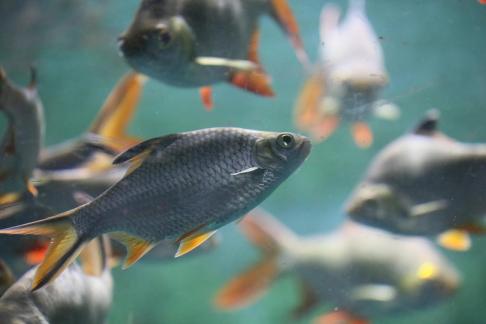 Thai crucian carp 14