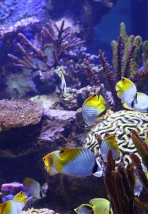 butterfly fish 2