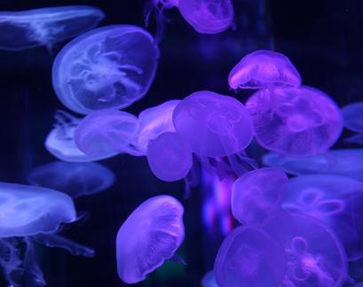 jellyfish 14