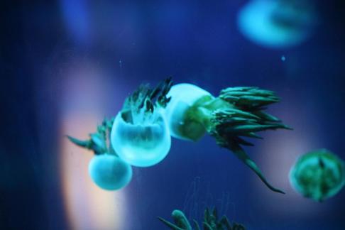jellyfish 15