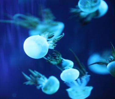 jellyfish 16
