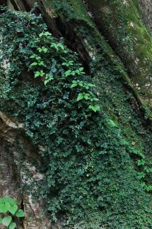 Full of green leaves