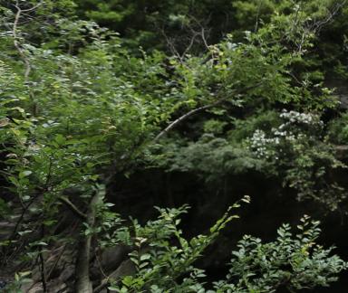 Thick greenery in the mountains 12