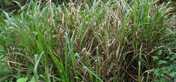 Wild grass in the wilderness 2