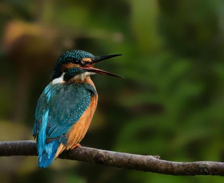 Kingfisher Call